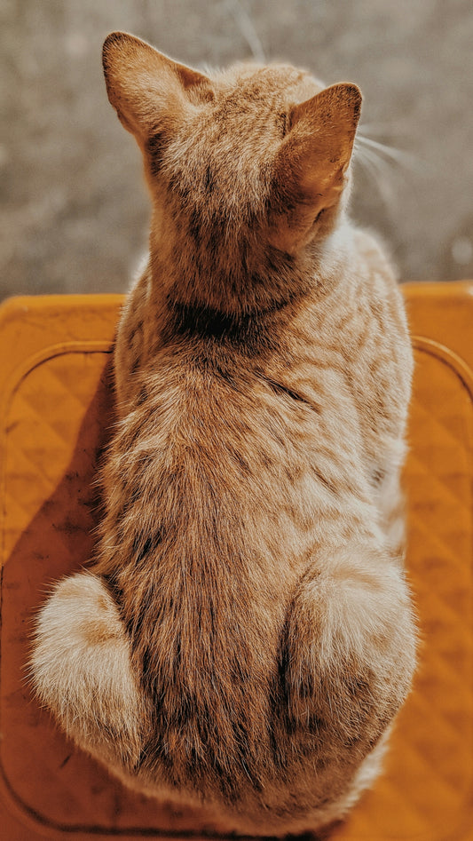 orange tabby cat