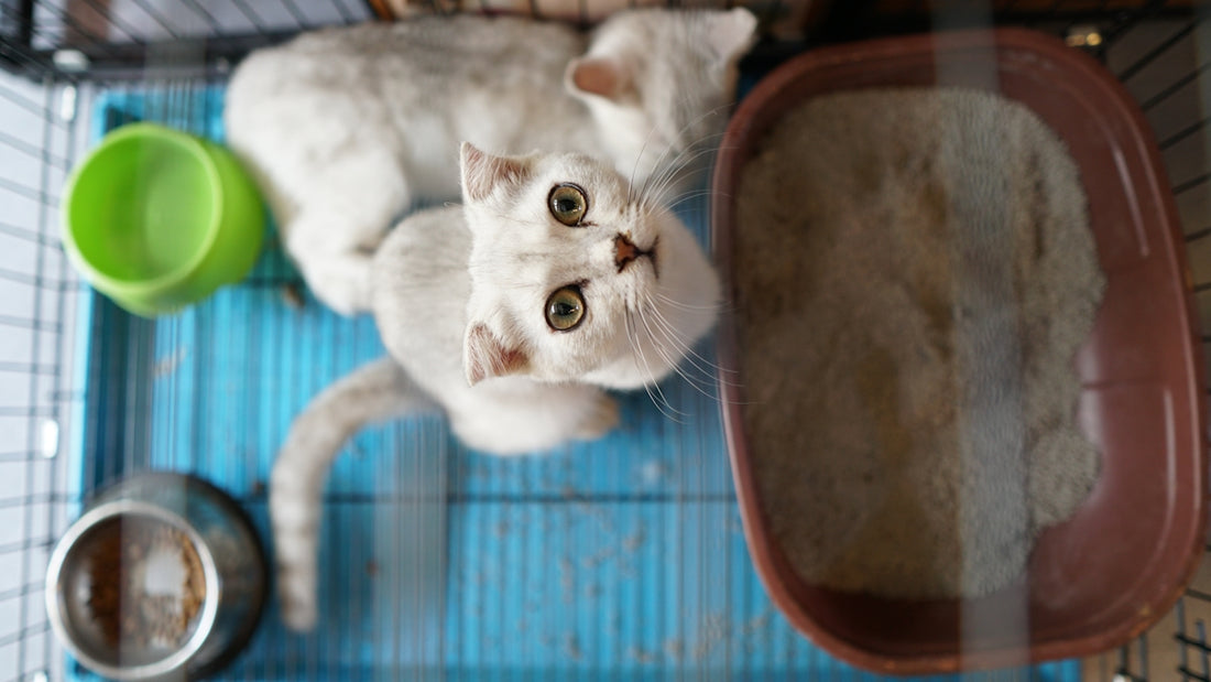 white cat lying on brown textile