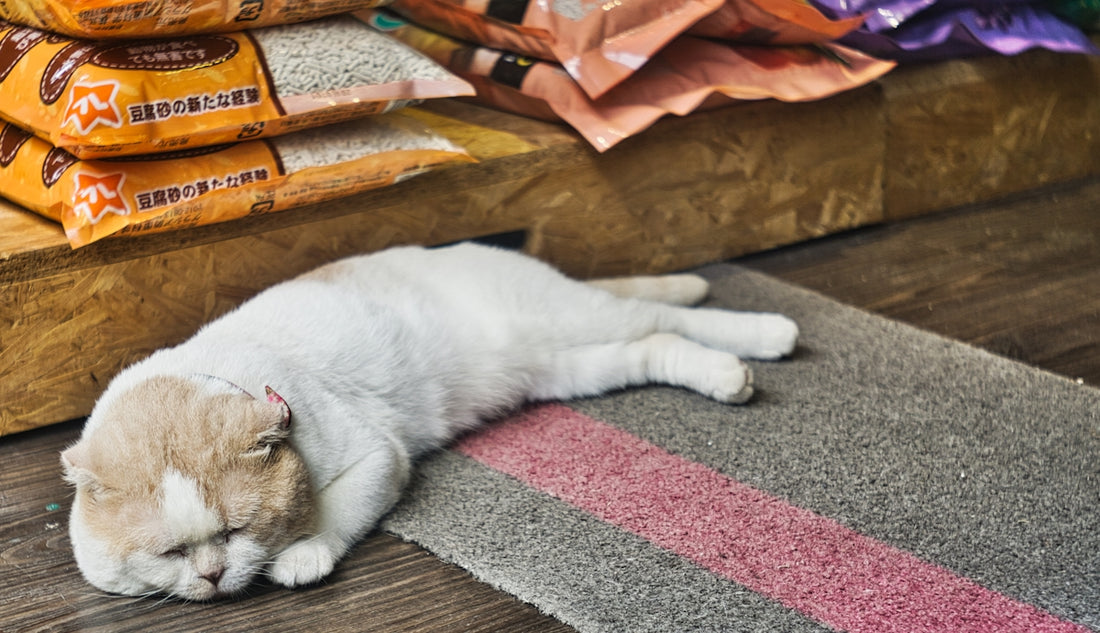 white and brown cat lying on purple and gray textile
