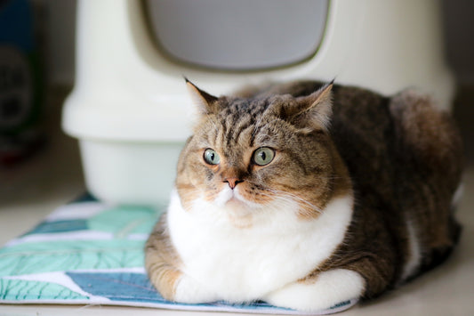 brown and white cat on blue and white textile