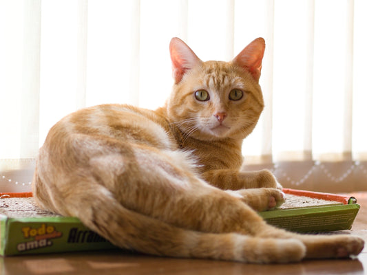 orange tabby cat on brown wooden table