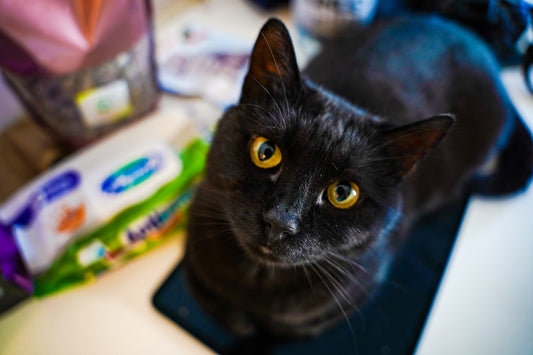 a cat looking at the camera