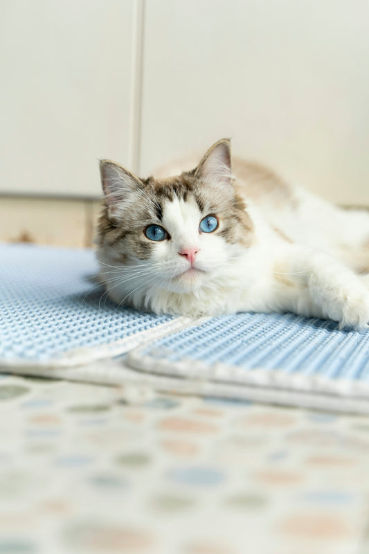 a cat with blue eyes laying on a bed