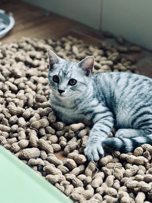 a cat laying on top of a pile of peanuts