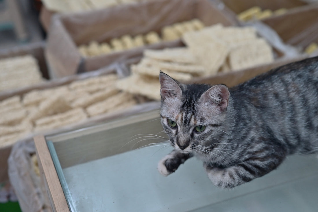 A cat approaches a pile of food.