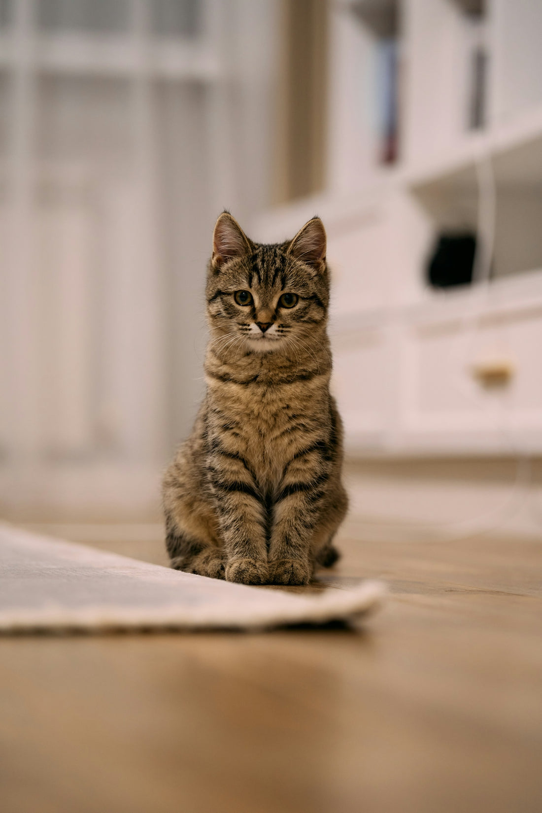 A small tabby cat sits on a wooden floor.