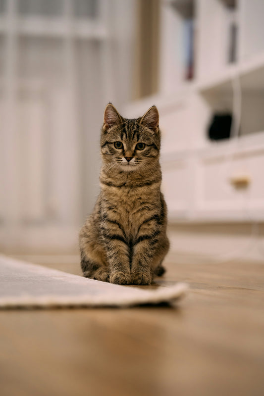 A small tabby cat sits on a wooden floor.