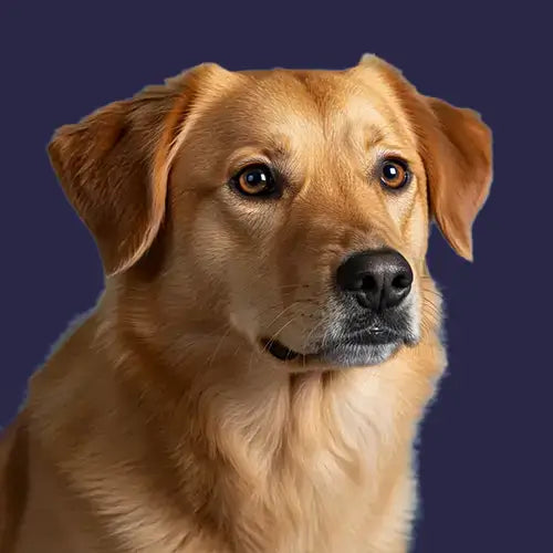For Dog Owners