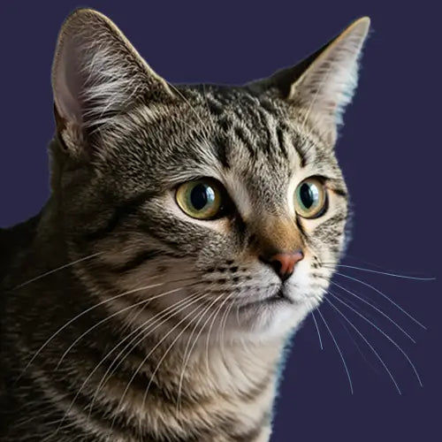For Cat Owners
